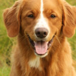 Flynn