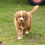 Flynn