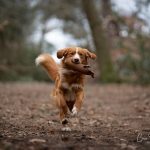 Flynn