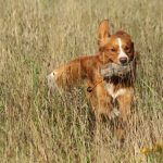 Flynn