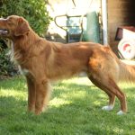 Flynn