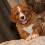 Flynn