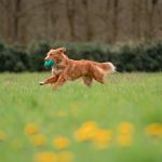 Flo